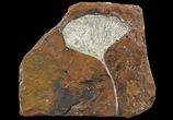 Fossil Ginkgo Leaf From North Dakota - Paleocene #95353-1